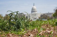 Toxic Forever: Chemicals, Lobbyists, and Republicans